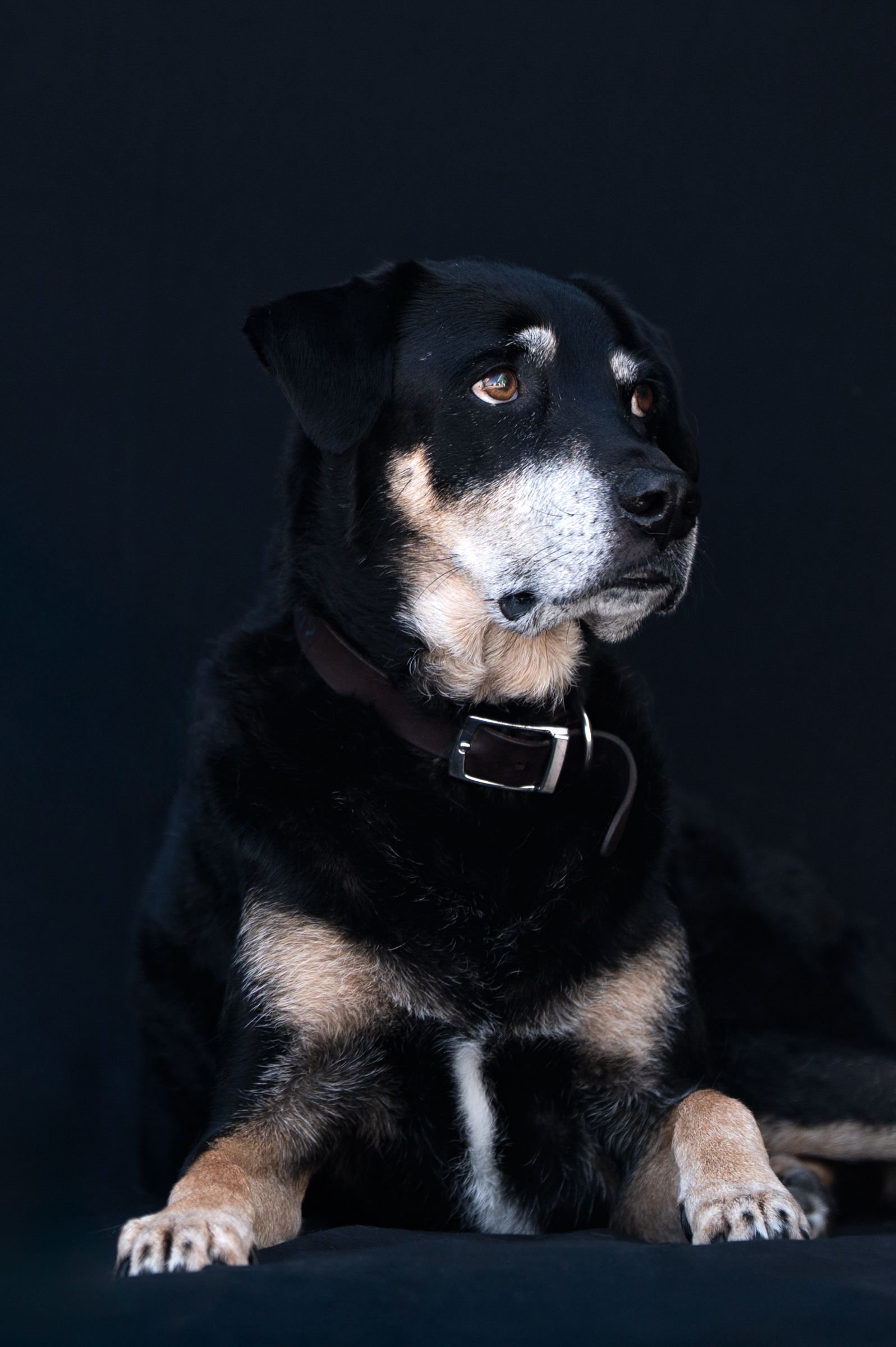 Senior black and tan Rottweiler mix dog with graying muzzle wearing leather collar posed against dark background.