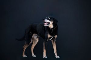 Black and tan Rottweiler mix dog standing alert with open mouth against dark studio background.