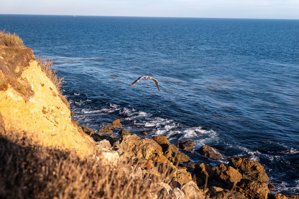 A seagull soars over rocky coastal cliffs above crashing waves with a deep blue ocean horizon in golden light.