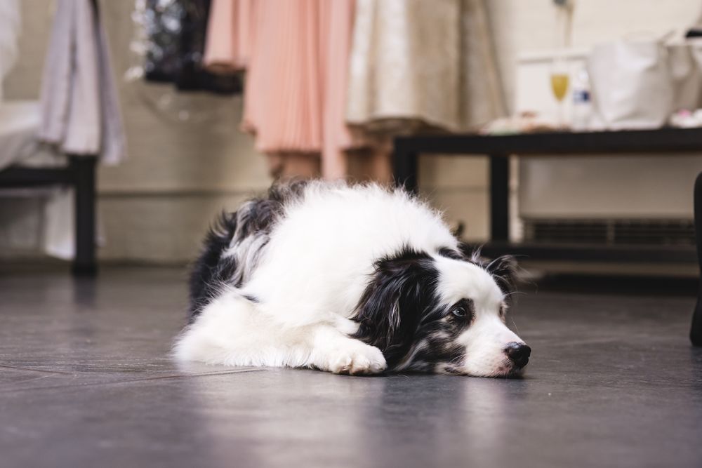 A black and white Border Collie dog resting on a dark floor inside a room with clothing racks in the background.