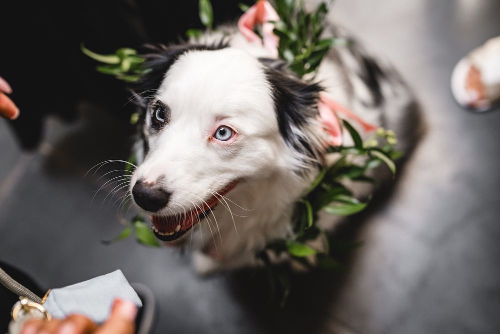A happy Border Collie dog wearing a floral wreath collar looks up at the camera at an outdoor wedding.