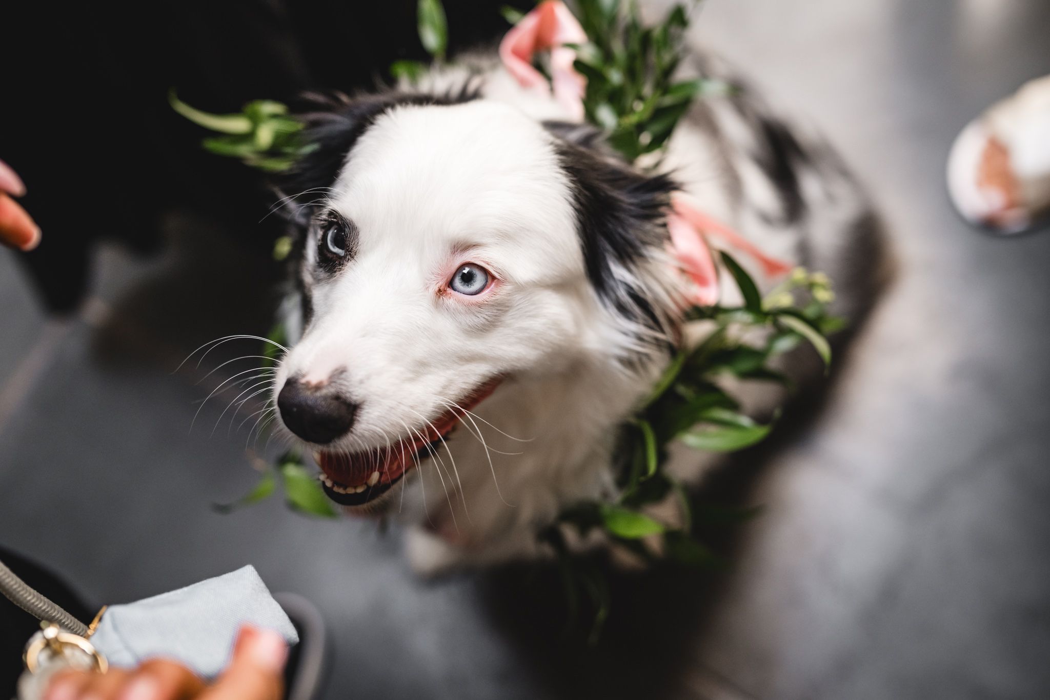 A happy Border Collie dog wearing a floral wreath collar looks up at the camera at an outdoor wedding.