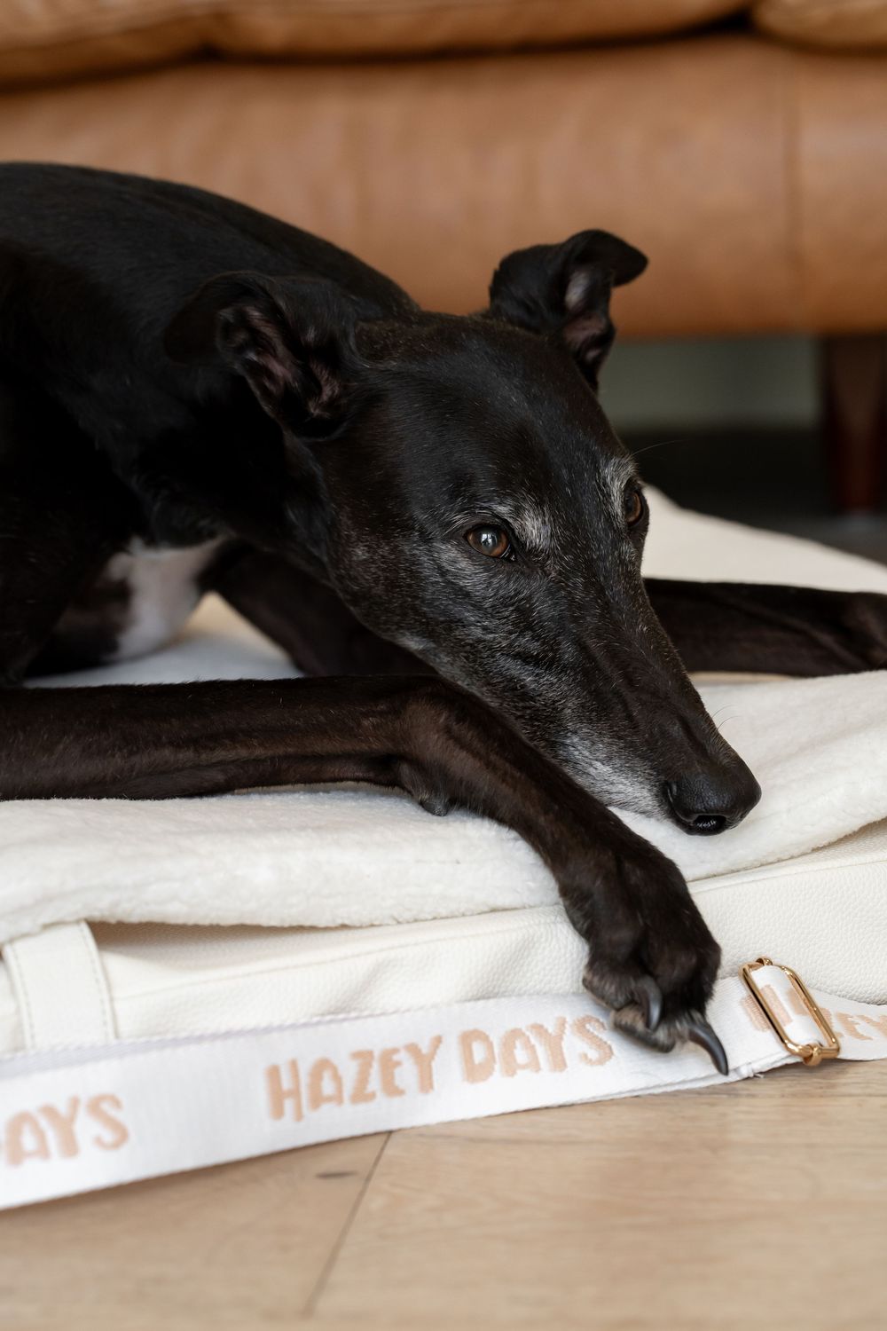 Black greyhound dog resting on a white Hazey Days pet bed, lying on wooden floor near a leather couch.
