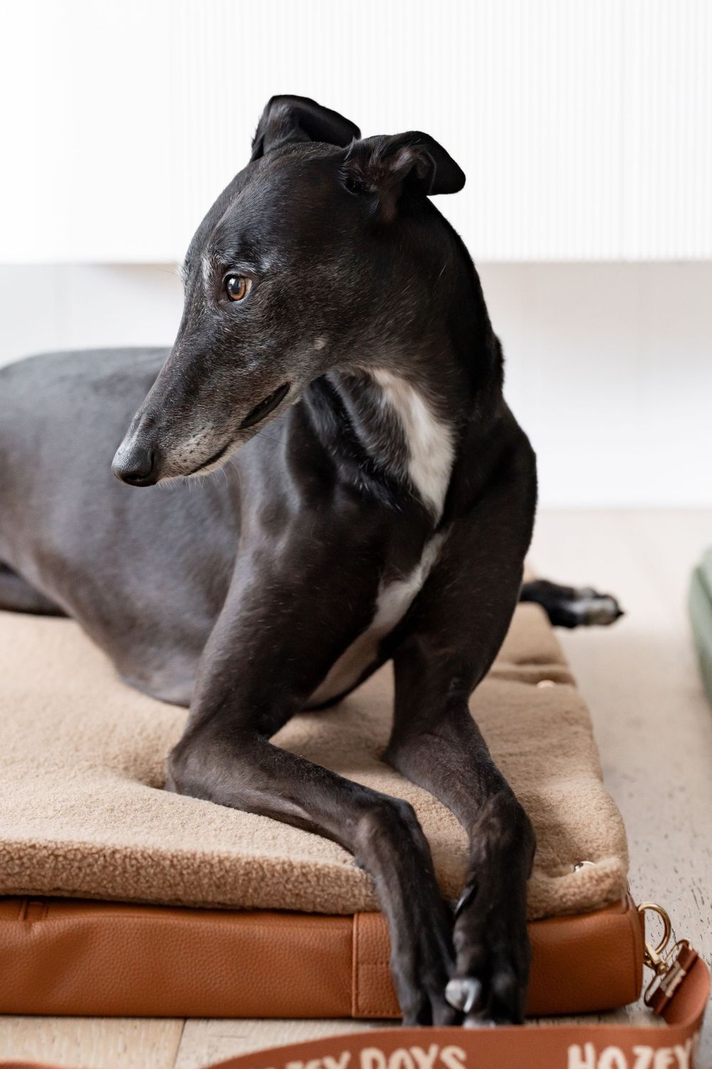 Black greyhound dog resting on a brown leather and beige cushion pet bed on a wooden floor.