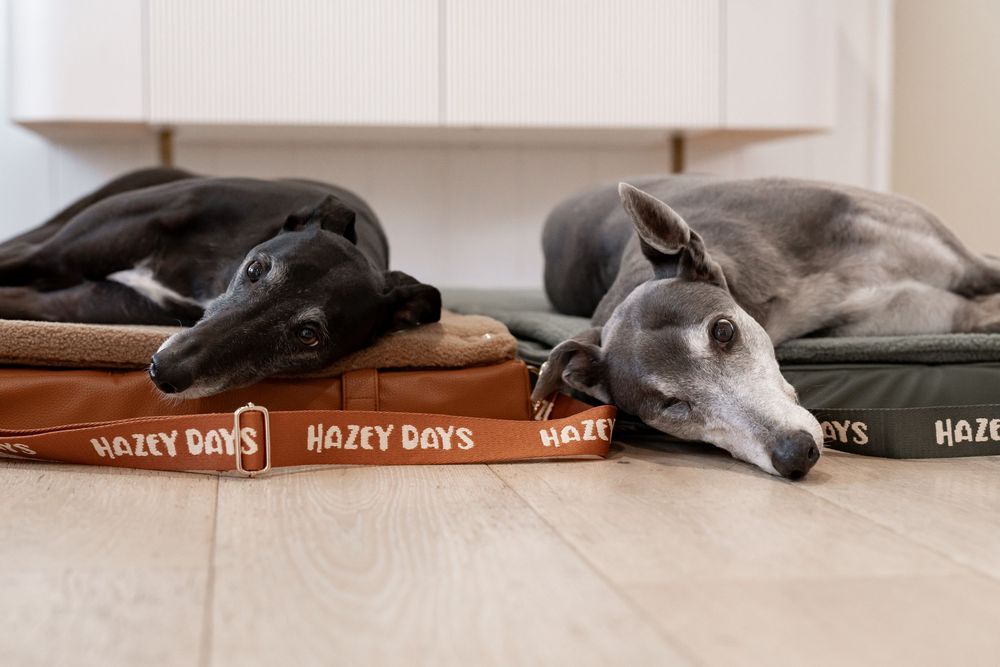 Two greyhounds resting on brown and green Hazey Days dog beds on a light wood floor.