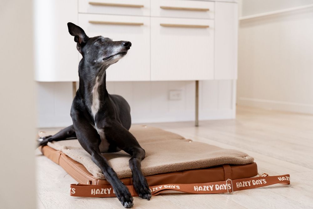 Black greyhound dog resting on a brown Hazy Days pet bed on a light hardwood floor in a modern home.