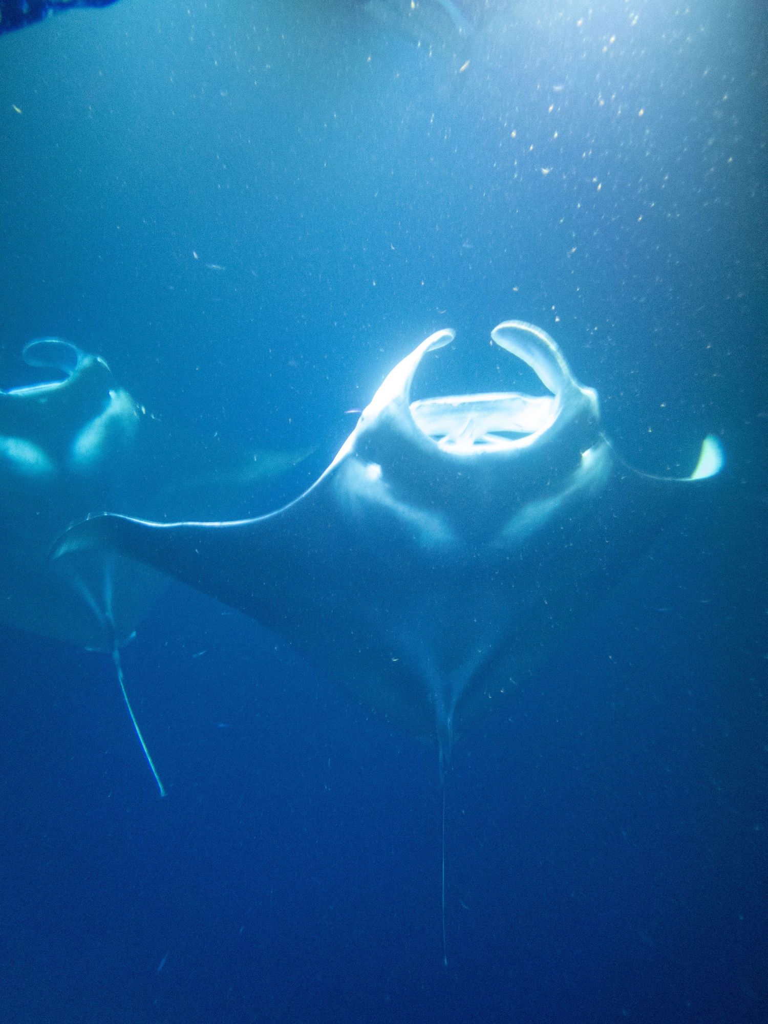 Graceful manta rays gliding through clear blue ocean waters.