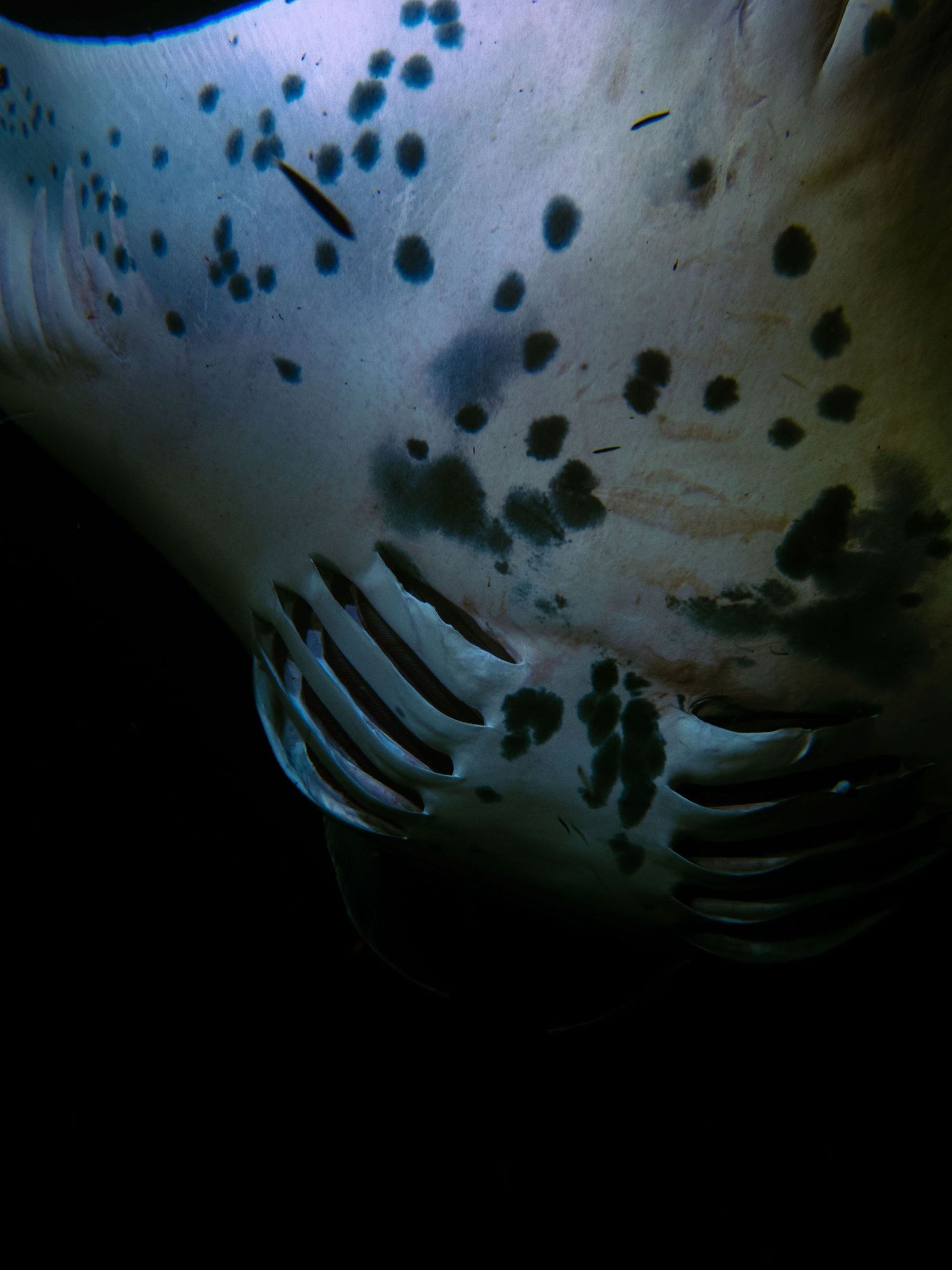 Close-up underwater view of spotted patterns on marine life.