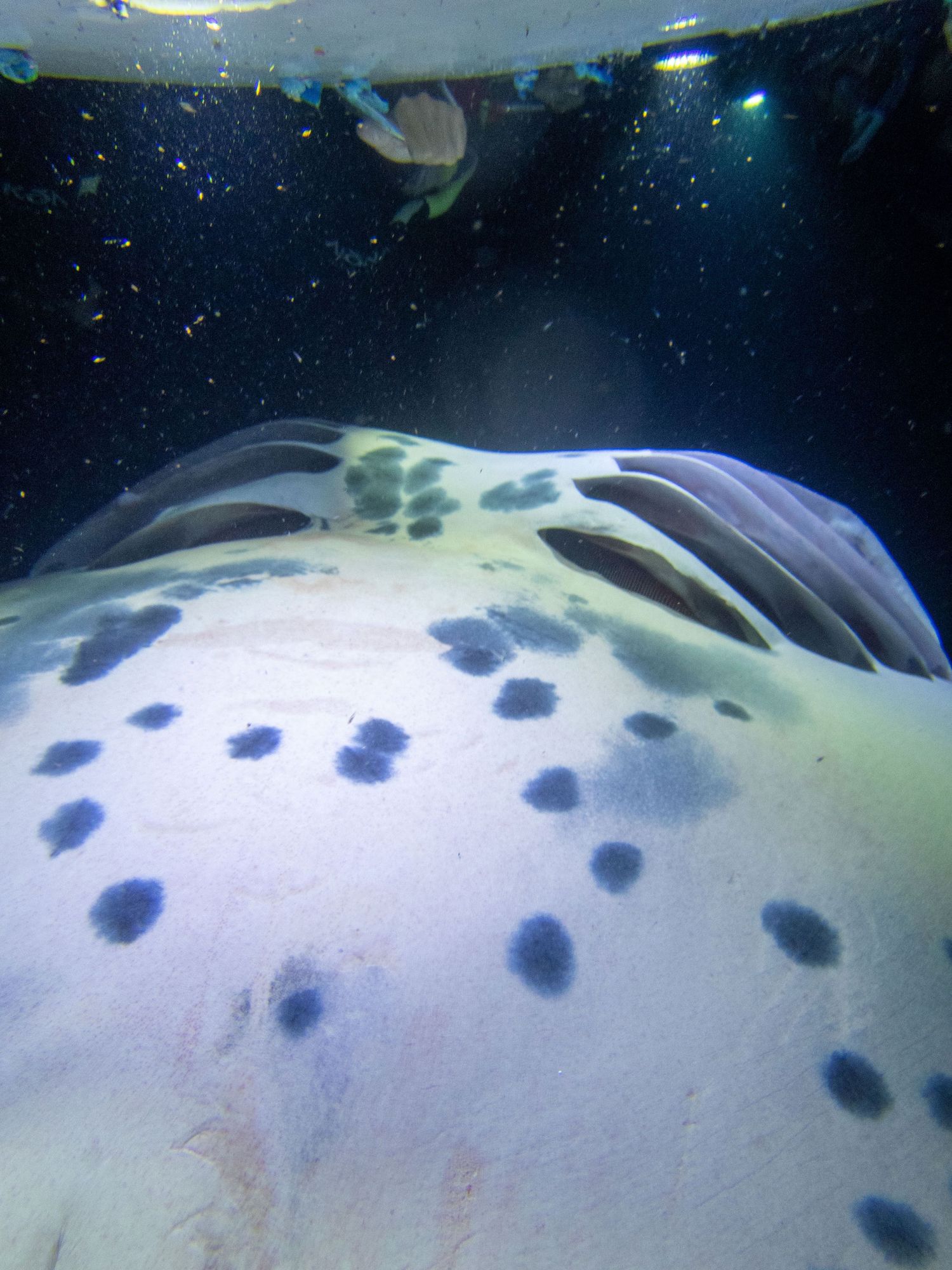 Underwater view of spotted patterns on a light-colored marine creature.