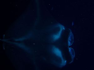 Dark underwater scene with subtle blue lighting and mysterious shapes.