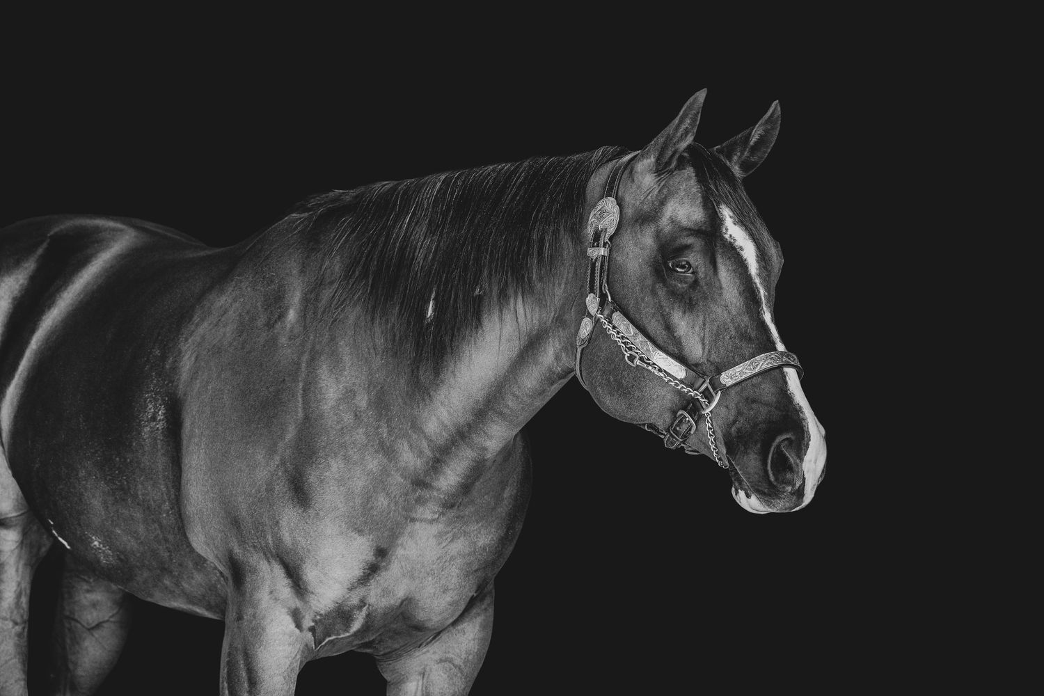 Black and white horse posing