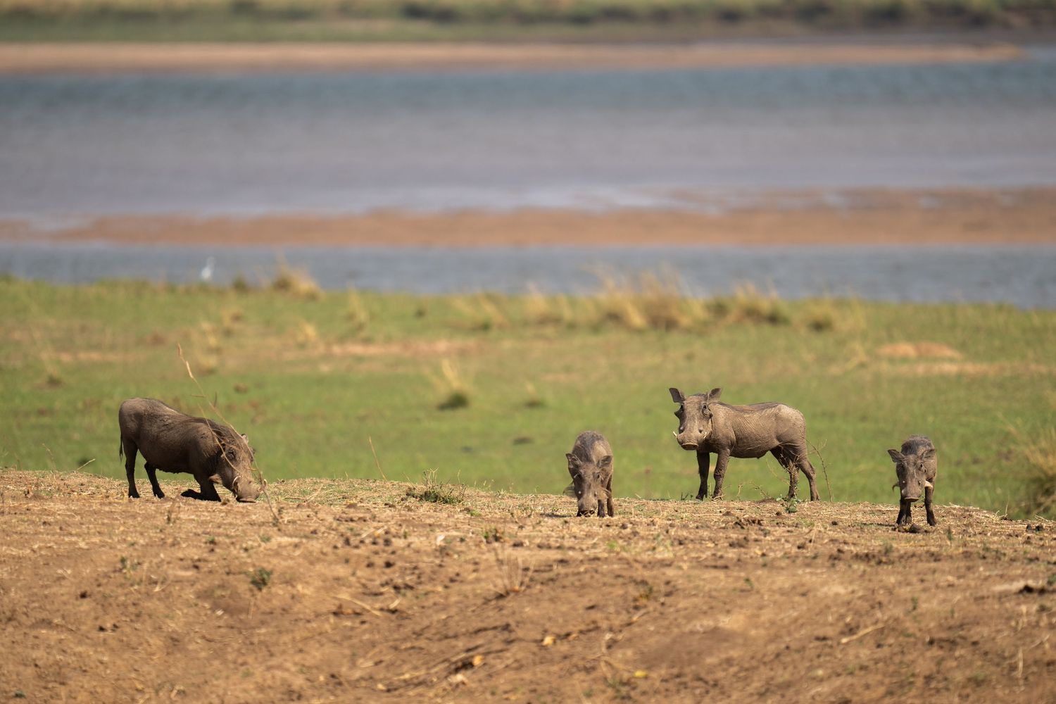 Several warthogs and other wildlife grazing on grassy plains near a body of water.