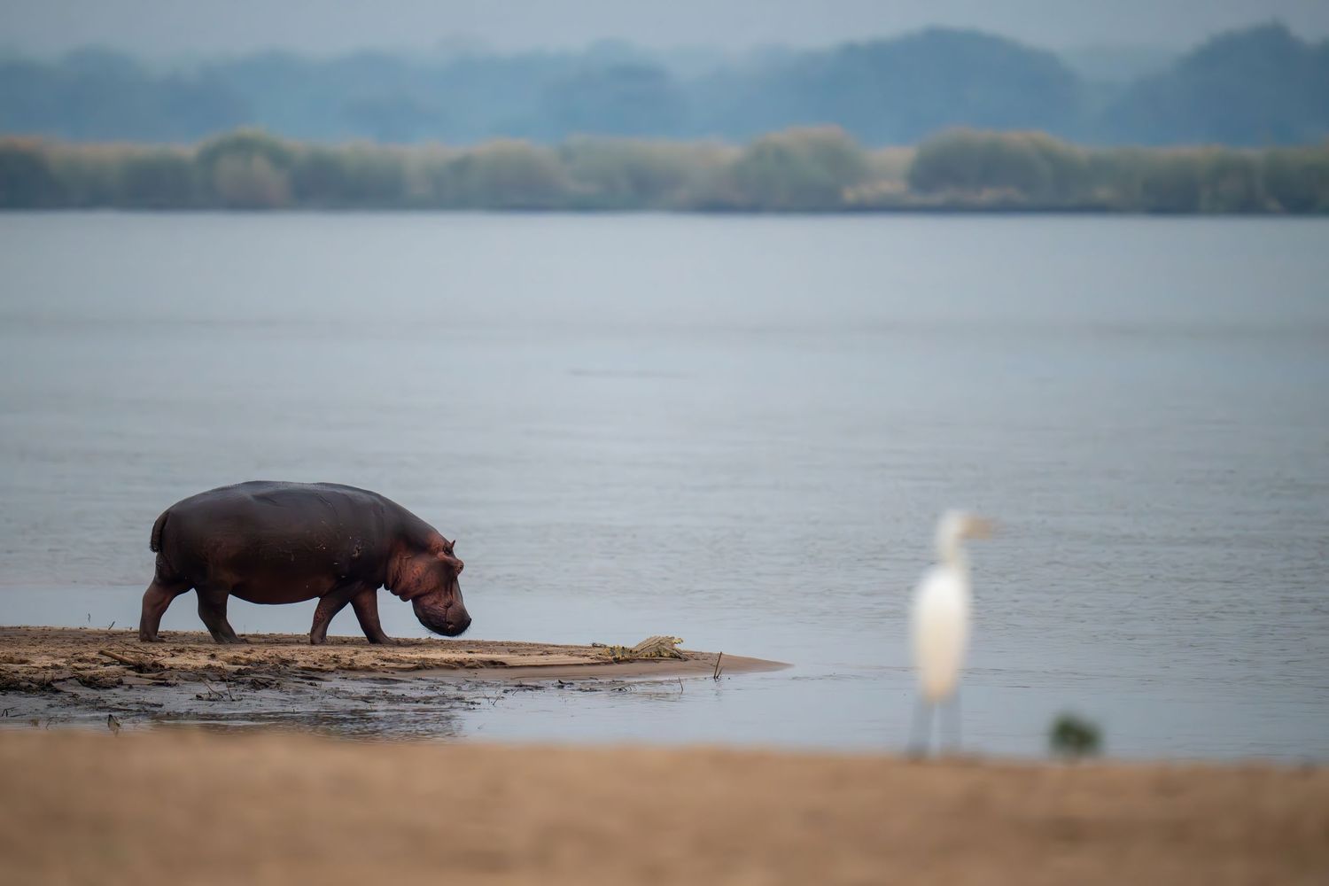 Hippos wading in a calm lake with mountains visible in the background.