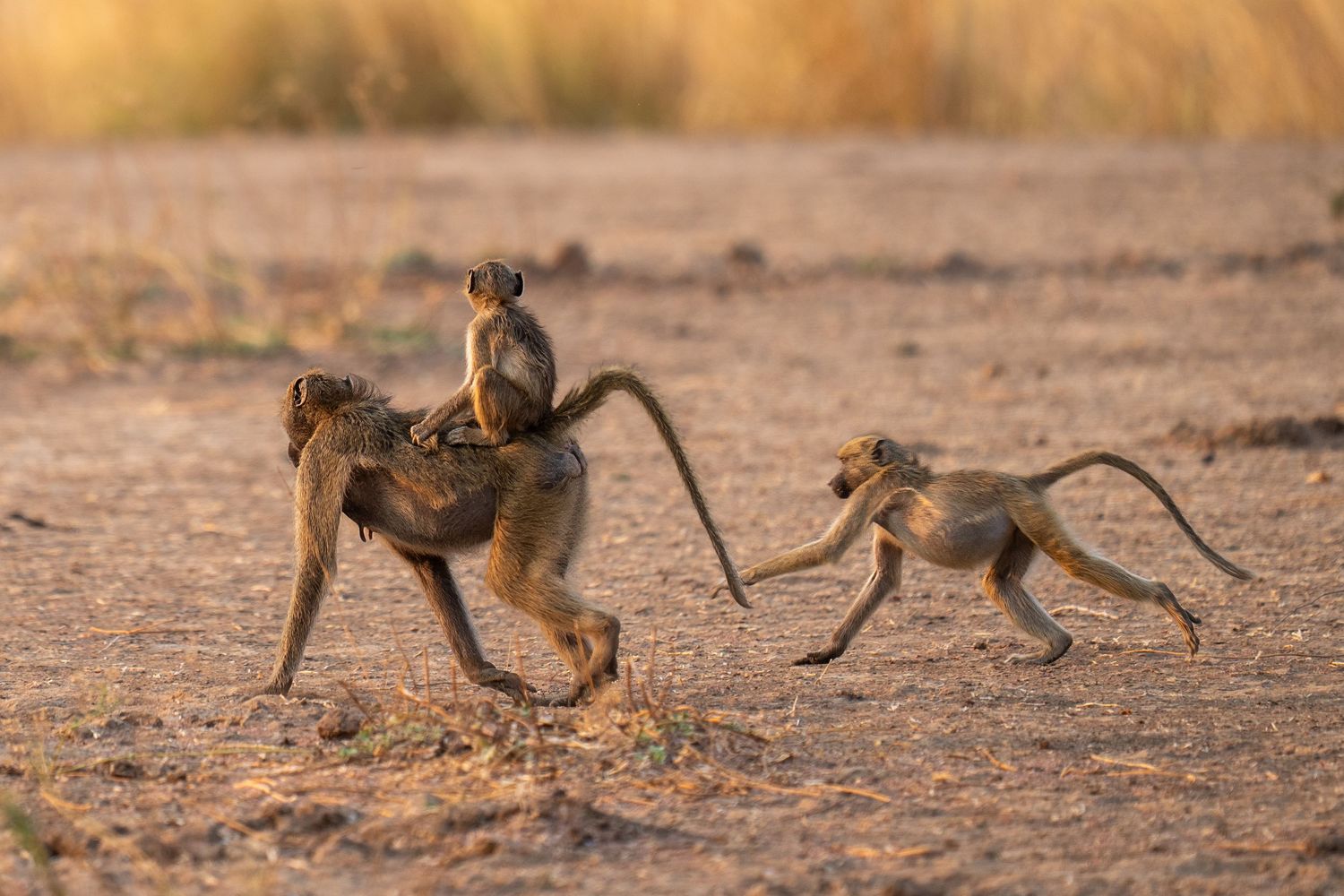 Baboons running and leaping across dry savanna ground.