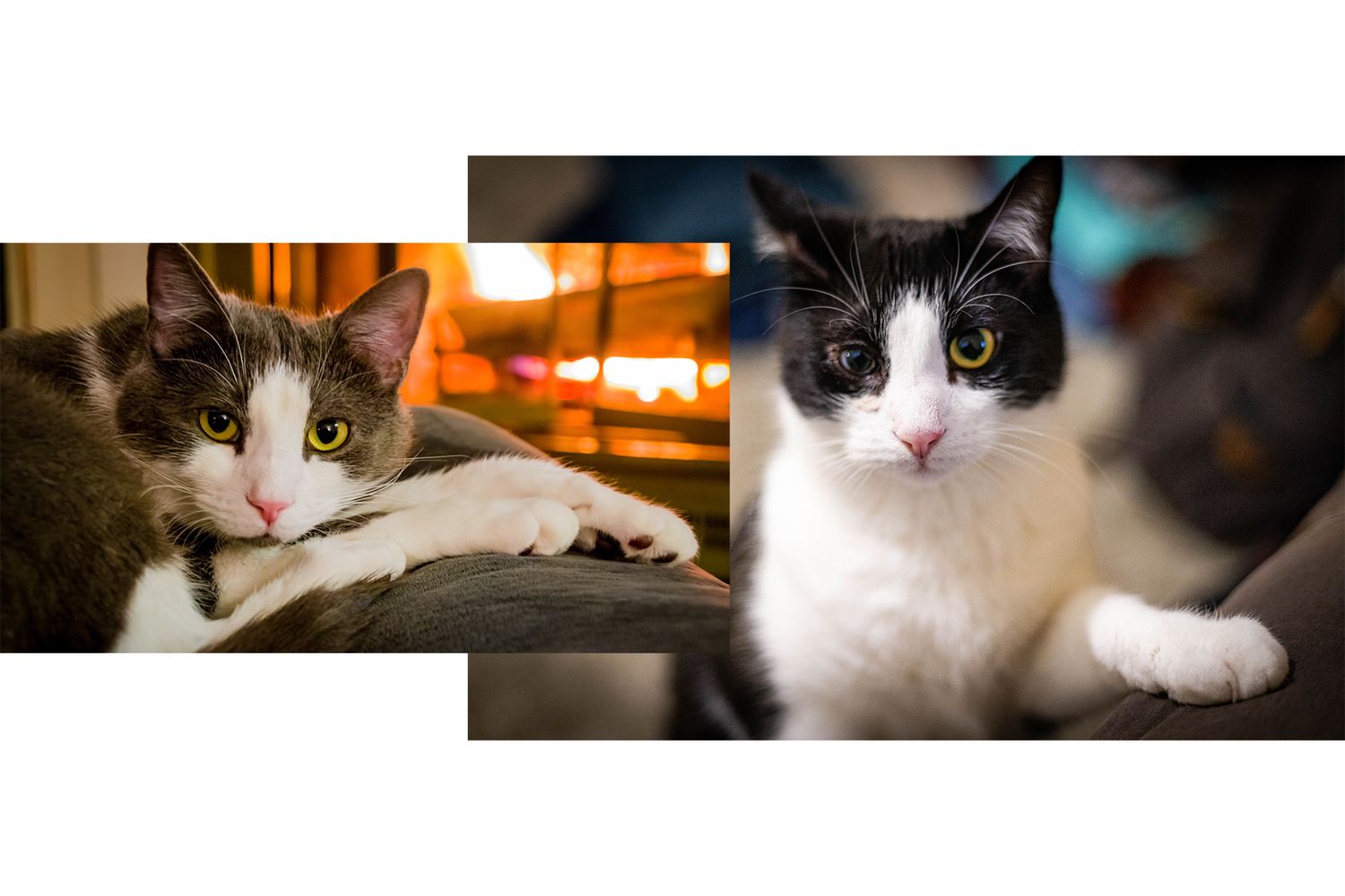 "The Dynamic Duo: Two Cats, Stars of the Book – Join Their Adventures!"