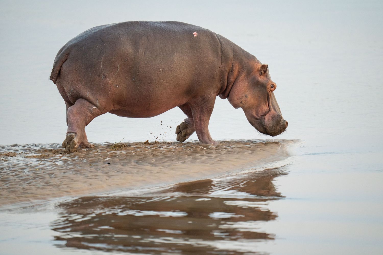 Hippos wading in shallow water during daytime.