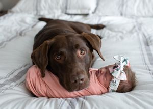 Chocolate lab dog rests on white bedding wearing a pink bandana.