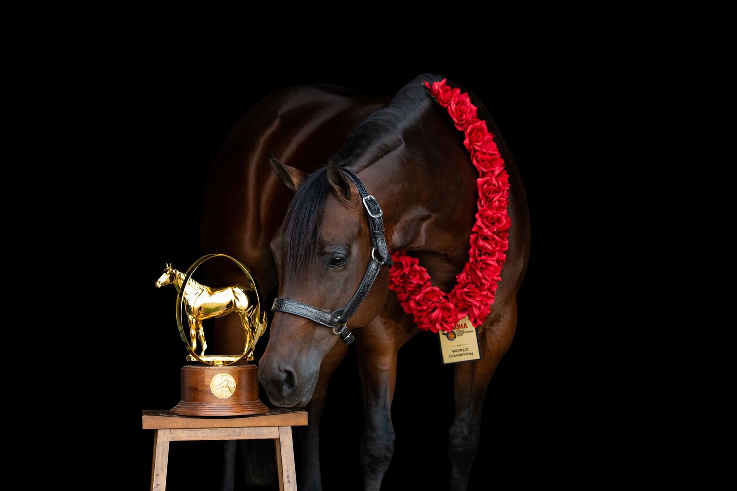 Artistic horse photography with red garland and dramatic black background.