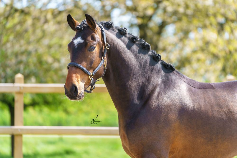 A bay horse with braided mane stands alert against a wooden fence and green foliage background.