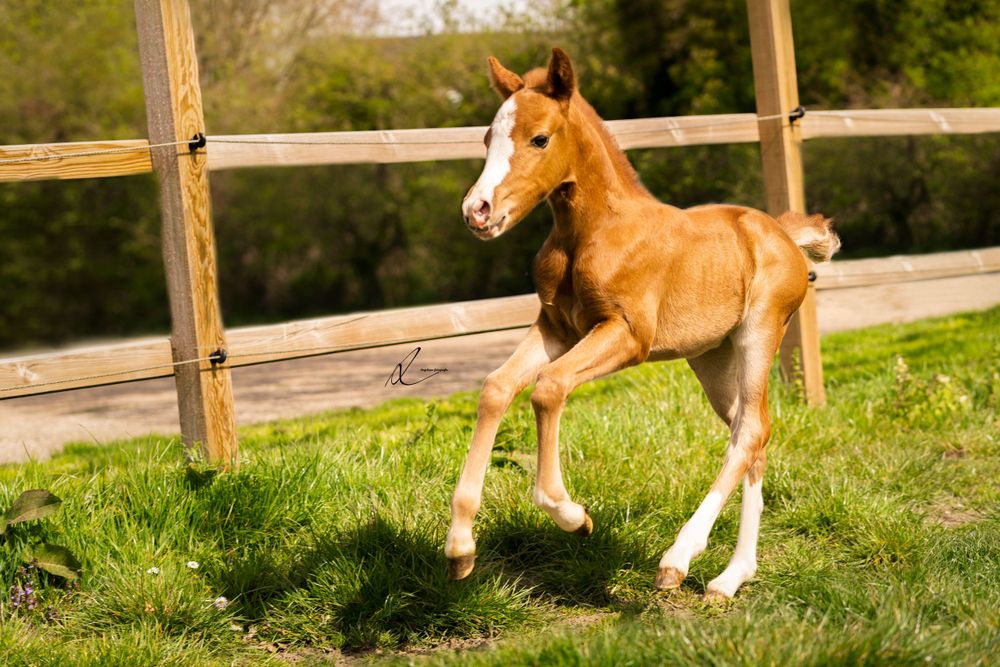 An energetic chestnut foal gallops along a wooden fence in a sunny pasture.