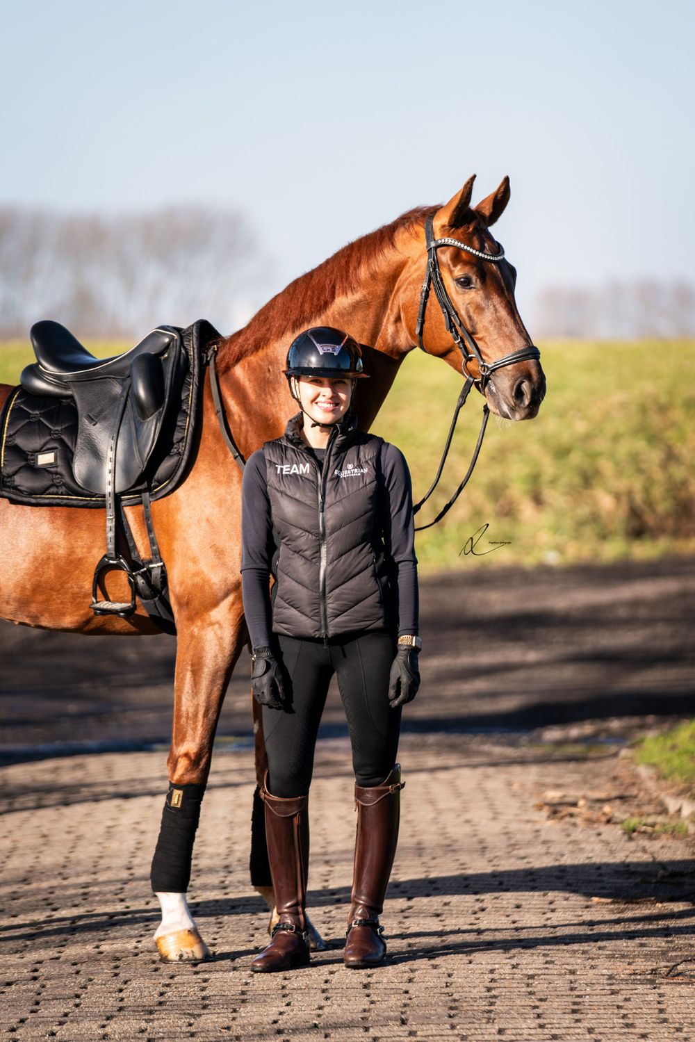 Equestrian stands with beautiful chestnut brown horse wearing black dressage saddle on cobblestone path.