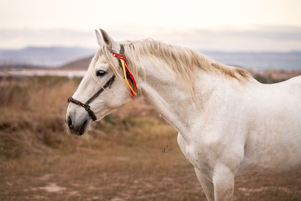 Majestic white horse with orange halter standing in profile against a mountain landscape.