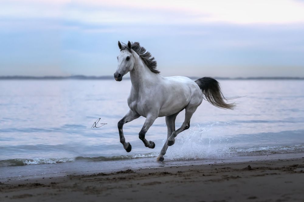 White horse galloping freely along beach shore with waves in background.