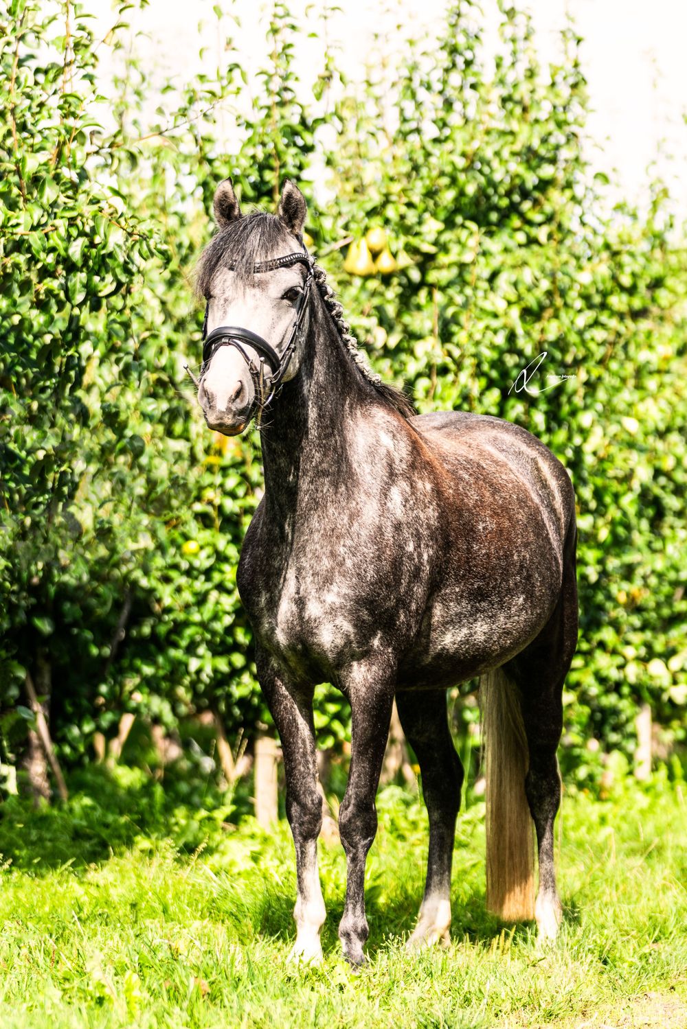 Dark gray horse standing in a lush green pasture with bridle and harness.