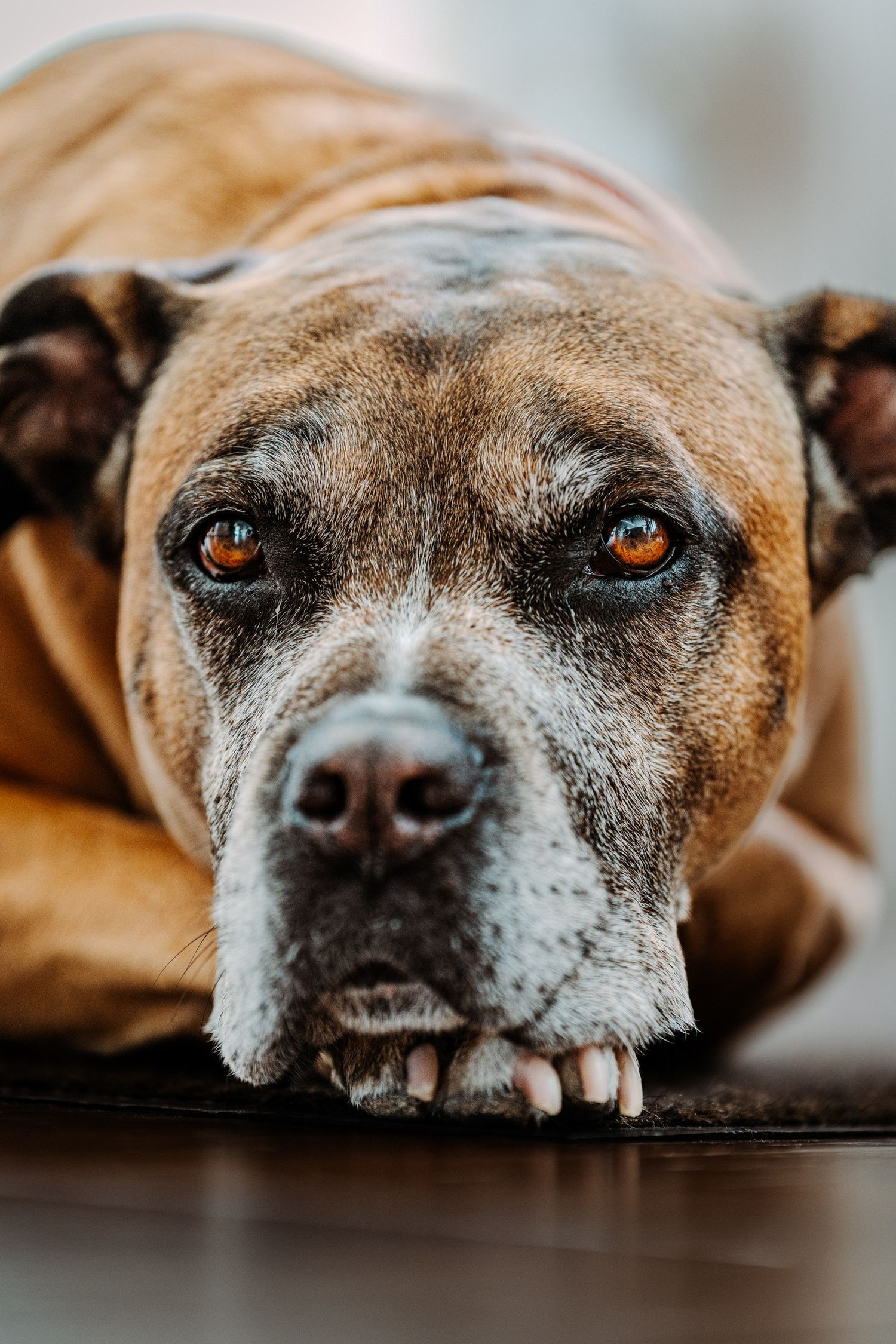 Close-up portrait of a boxer dog with amber eyes and wrinkled face resting on wooden floor.