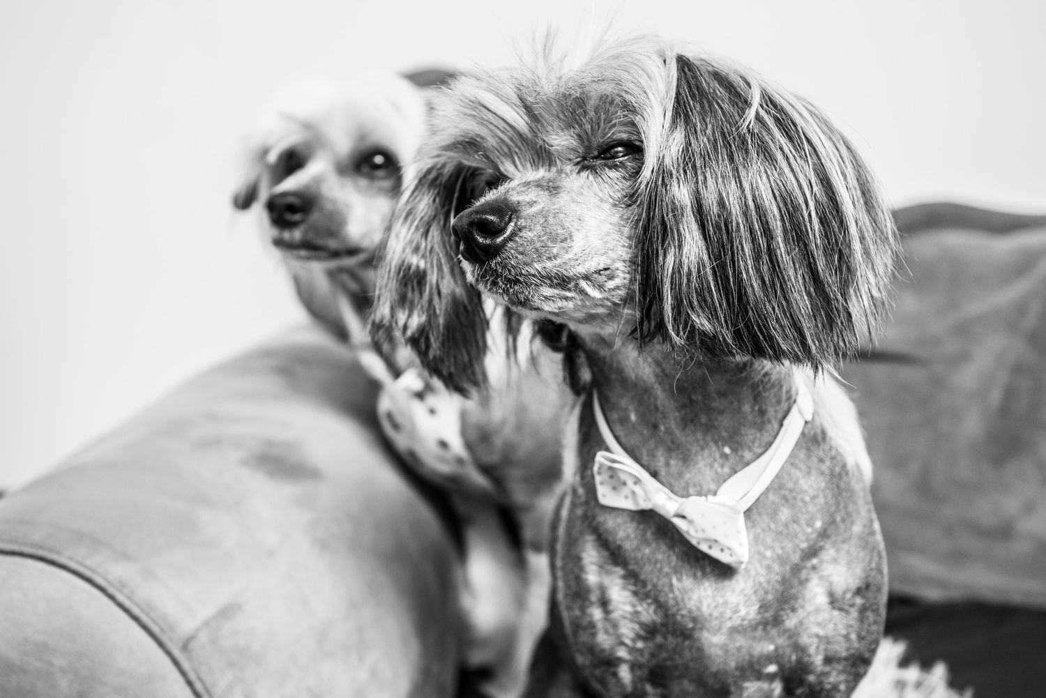 Series of close-up shots showing different breeds of dogs in black and white.