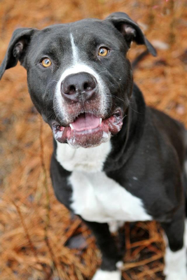 Inspiration Paws 2 Reflect Photography