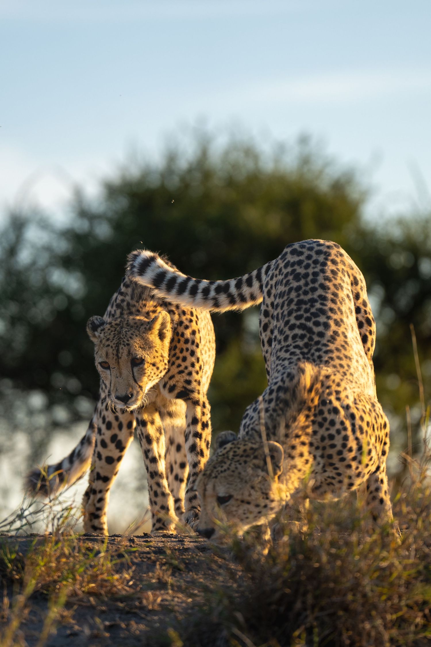 Two cheetahs interacting in golden light on a hilltop during sunset.