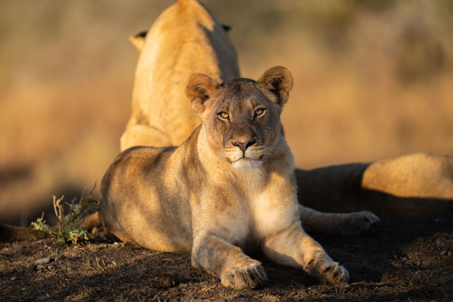 A majestic lioness rests in the golden light of the savanna during sunset.