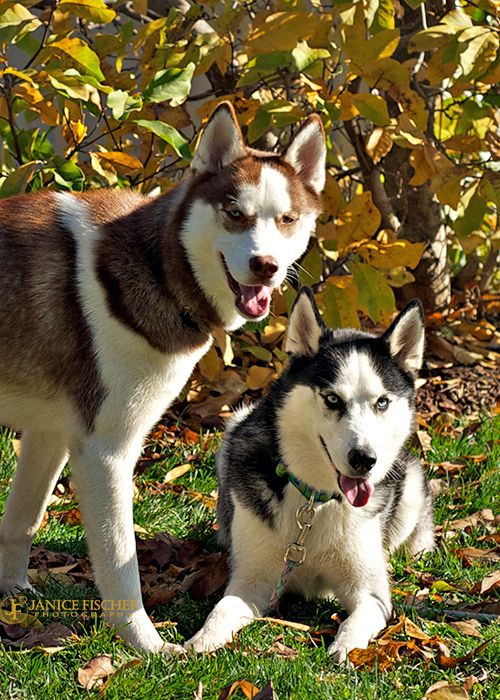 Husky Dogs