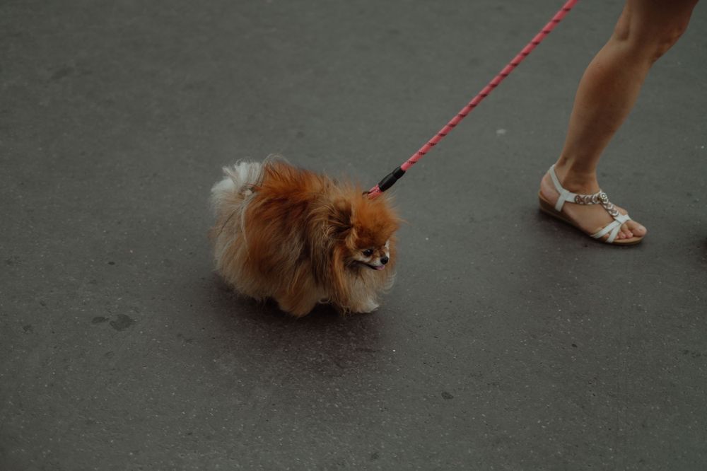 Small fluffy Pomeranian dog on red leash walking on dark pavement.