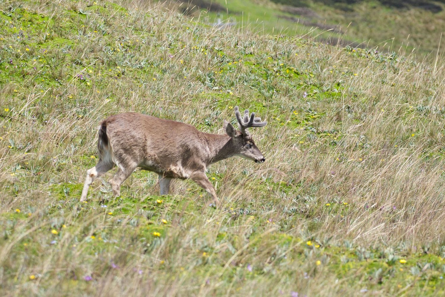 Andean White-tailer Deer