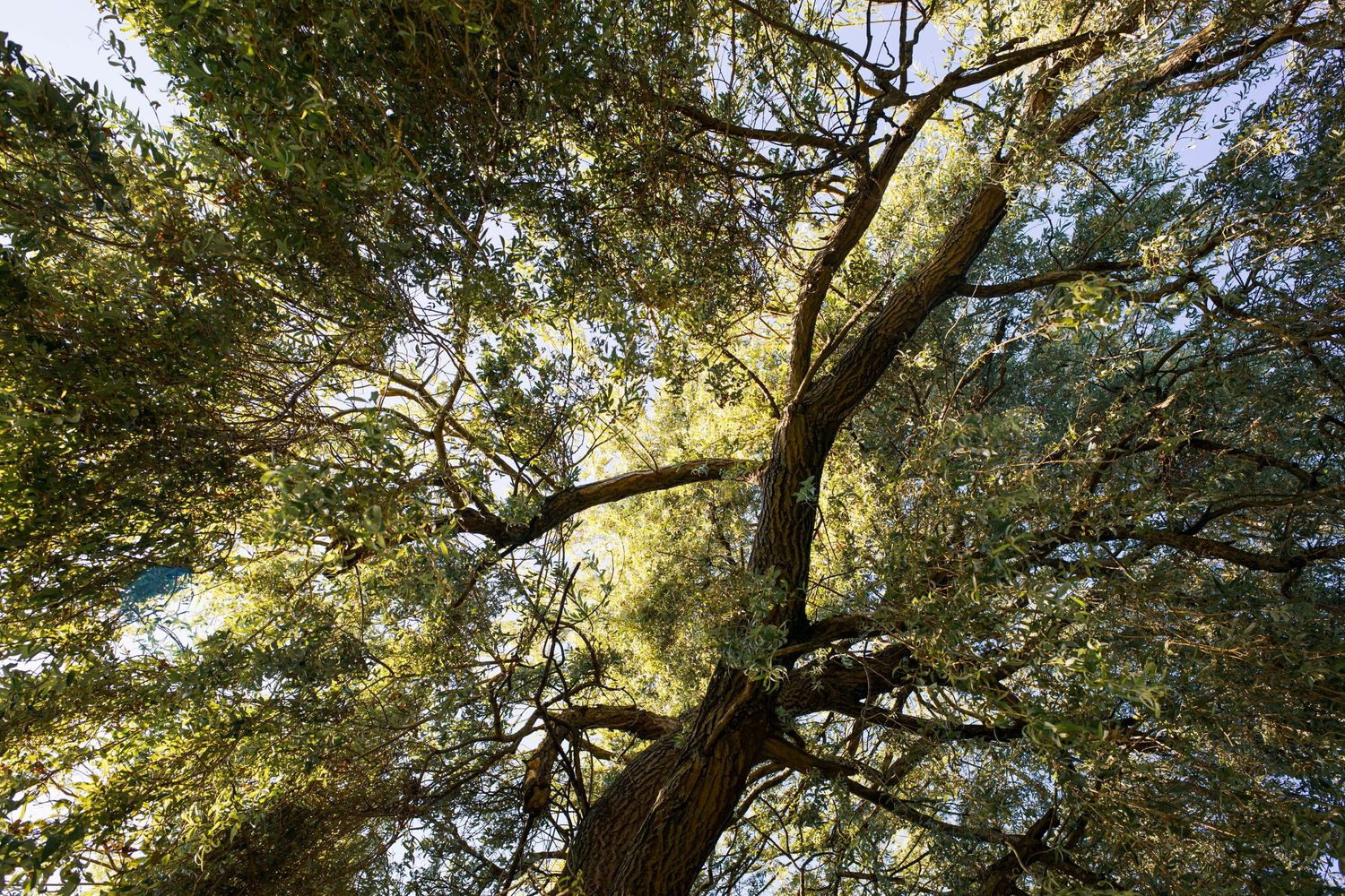 Looking up at tall tree canopy with sunlight filtering through green leaves.