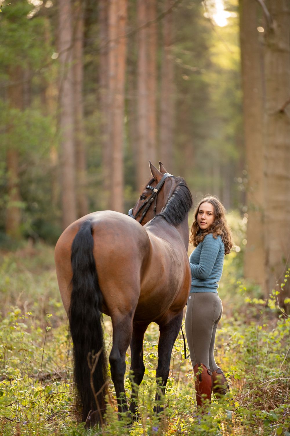 Beautiful bay horse standing in a wooded forest area during golden hour lighting.