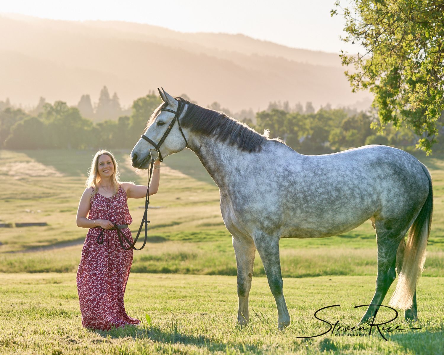 Equine portrait at sunset on the cross country course in Woodside