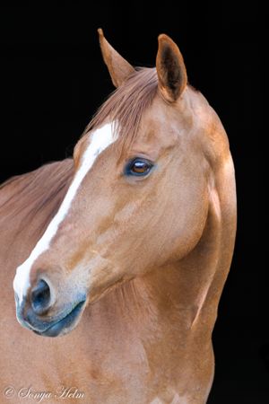 Close-up of a chestnut horse with white blaze and bright blue eye.