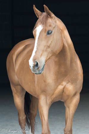 Portrait of a majestic chestnut horse with a white blaze against a dark background.