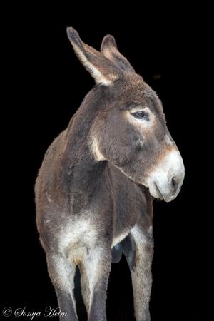 Portrait of a brown donkey with distinctive white markings around its eyes against black background.