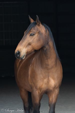 Side profile of a bay horse standing elegantly against a dark backdrop.