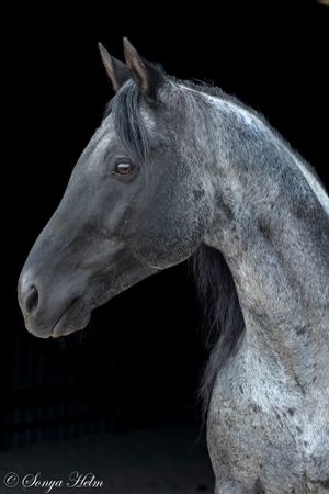 Grey horse head profile showing elegant features against black backdrop.