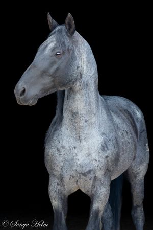 Regal grey horse stands proudly against dark background showing muscular form.