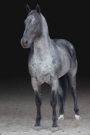 Majestic grey horse stands alert with defined musculature against dark floor.