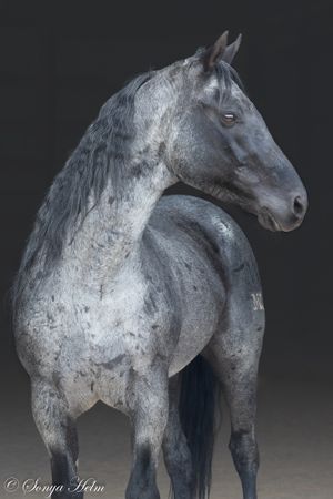 Side view of grey horse showing powerful neck and shoulder muscles.