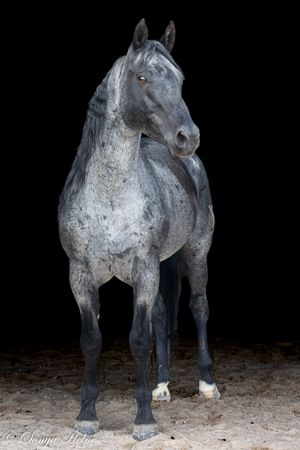 Full body shot of grey horse with white markings on hooves against dark background.