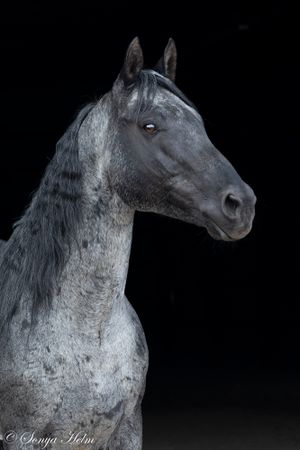 Close-up profile of grey horse's head showing refined features against black background.