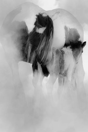 A series of ethereal black and white silhouettes showing horses in a misty, dreamlike atmosphere.